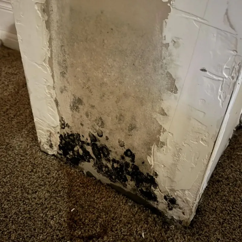Professional Mold Removal in Byng, OK